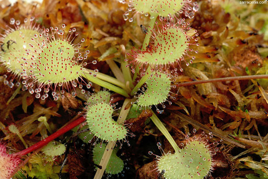 Image of Drosera prolifera C. T. White