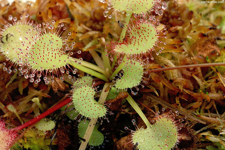 صورة Drosera prolifera C. T. White