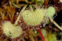 Image of Drosera prolifera C. T. White