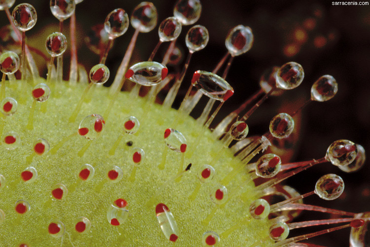 صورة Drosera prolifera C. T. White