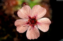 Imagem de Drosera pulchella Lehm.