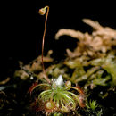 Imagem de Drosera pygmaea DC.