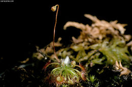 Image of Drosera pygmaea DC.