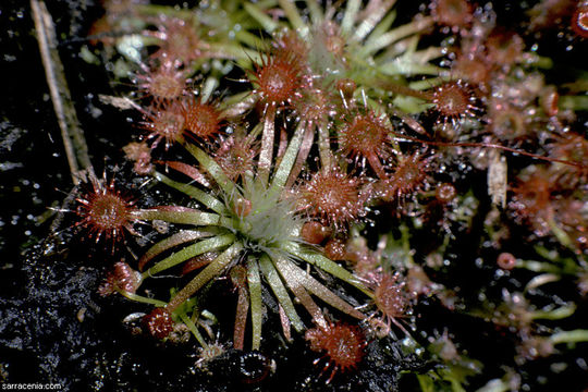 Image of Drosera pygmaea DC.