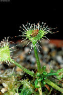 Image of Common Sundew