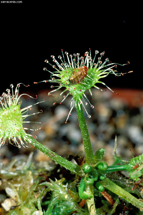 Image of Common Sundew