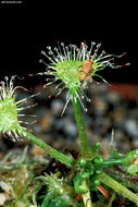 Image of Common Sundew