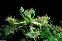 Image of Common Sundew