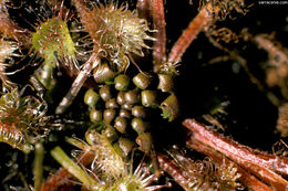 Image of Common Sundew