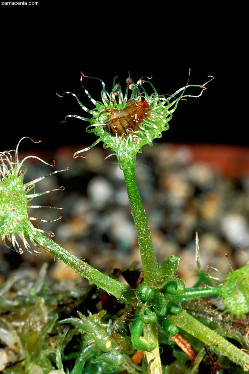 Image of Common Sundew