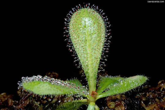 Image of Sundew