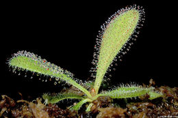 Image of Sundew