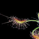 Image of Drosera scorpioides Planch.