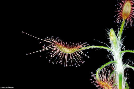 Image of Drosera scorpioides Planch.