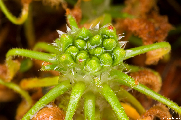 Image de Drosera scorpioides Planch.