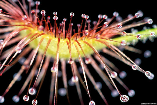 Image of Drosera scorpioides Planch.