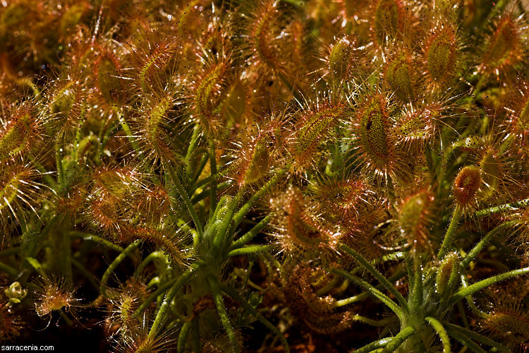 Image de Drosera scorpioides Planch.