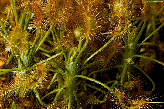 Image de Drosera scorpioides Planch.