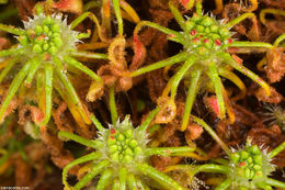 Image de Drosera scorpioides Planch.