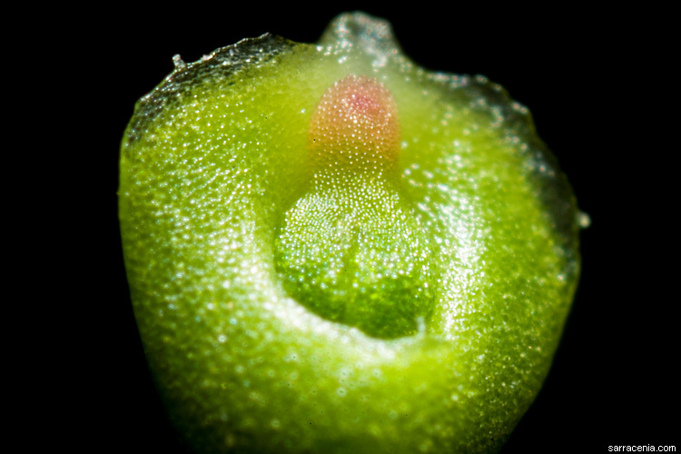 Image de Drosera scorpioides Planch.