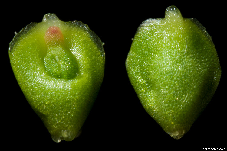 Image de Drosera scorpioides Planch.