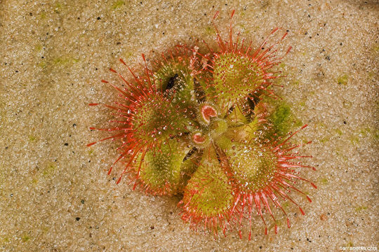 Image of Drosera sessilifolia St. Hil.