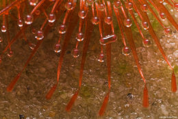 Image of Drosera sessilifolia St. Hil.