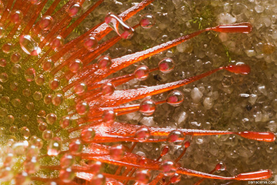 Image of Drosera sessilifolia St. Hil.