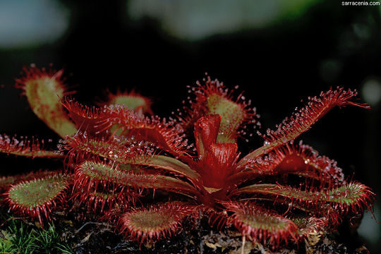 Image of Red sundew