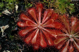 Image of spoonleaf sundew