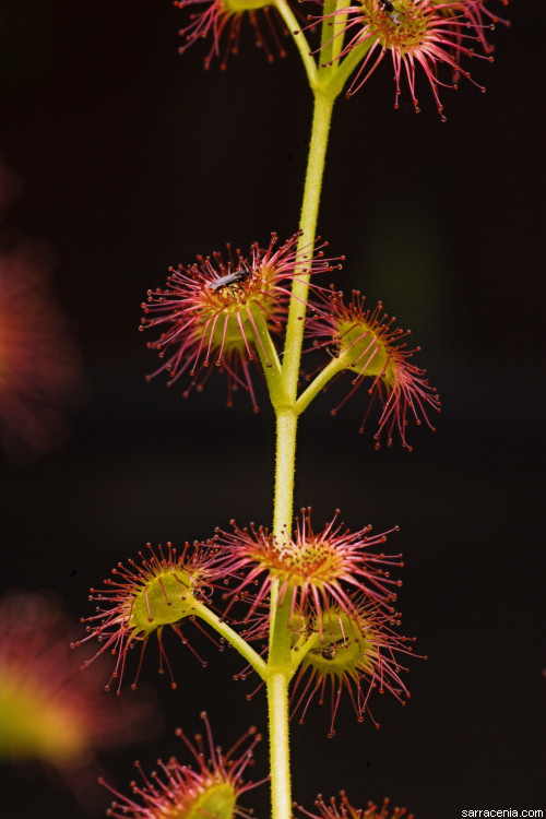 صورة Drosera stolonifera Endl.