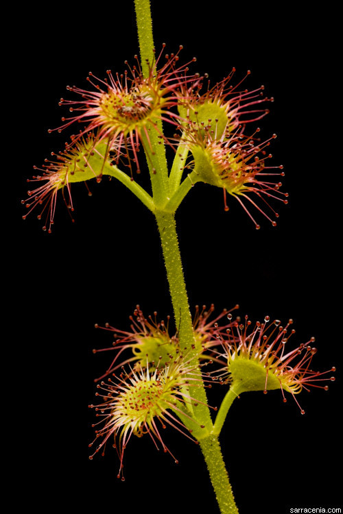 صورة Drosera stolonifera Endl.