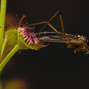 Drosera stolonifera Endl. resmi