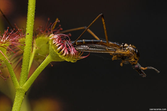 Image de Drosera stolonifera Endl.