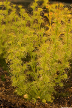 Image de Drosera stolonifera Endl.