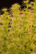 صورة Drosera stolonifera Endl.