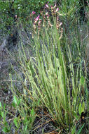 Image of Tracy's Sundew