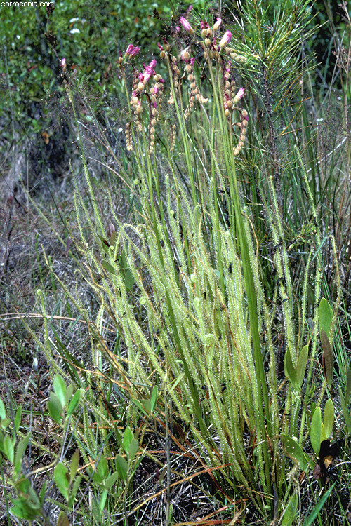 Drosera filiformis var. tracyi (Macf. ex Diels) Diels的圖片