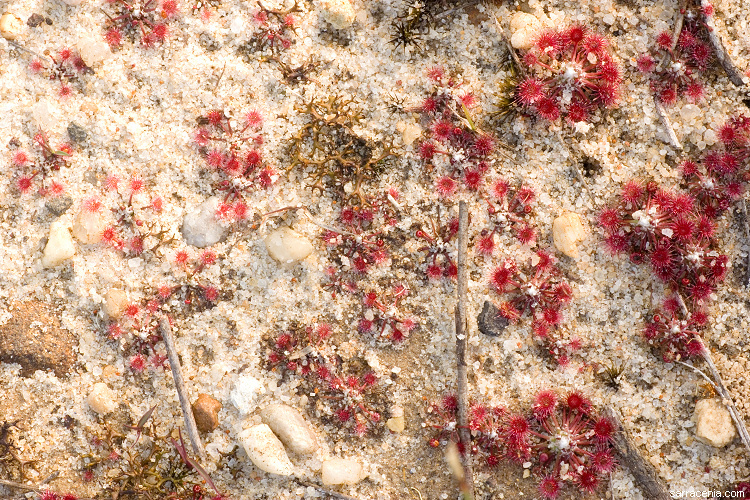 Image of Drosera pygmaea DC.