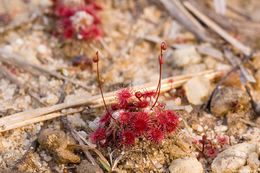 Image of Drosera pygmaea DC.