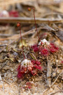 Image of Drosera pygmaea DC.