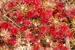 Image of Drosera pygmaea DC.