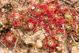 Image of Drosera pygmaea DC.