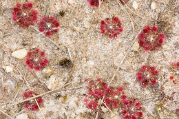 Image of Drosera pygmaea DC.