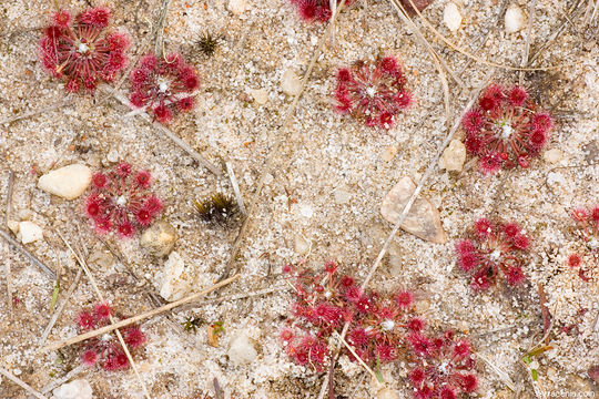 Image of Drosera pygmaea DC.