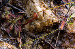 Image of Drosera binata Labill.