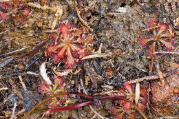 Image of spoonleaf sundew