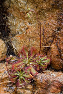 Image of spoonleaf sundew