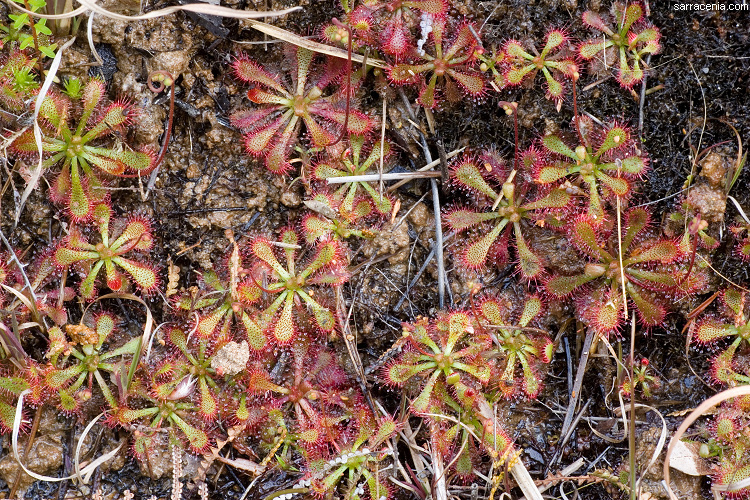 Image of spoonleaf sundew