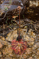 Image of spoonleaf sundew